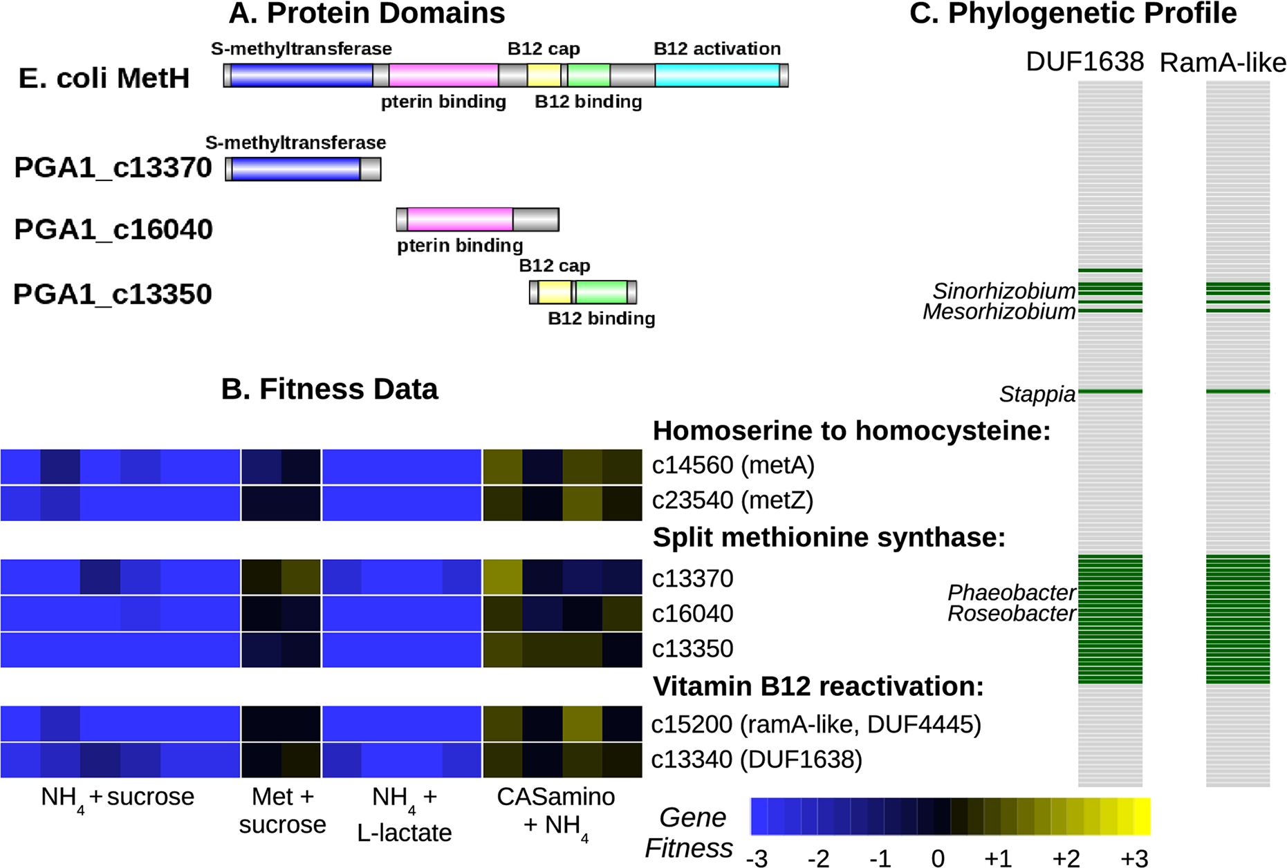 Filling gaps in bacterial amino acid biosynthesis pathways with high-throughput genetics