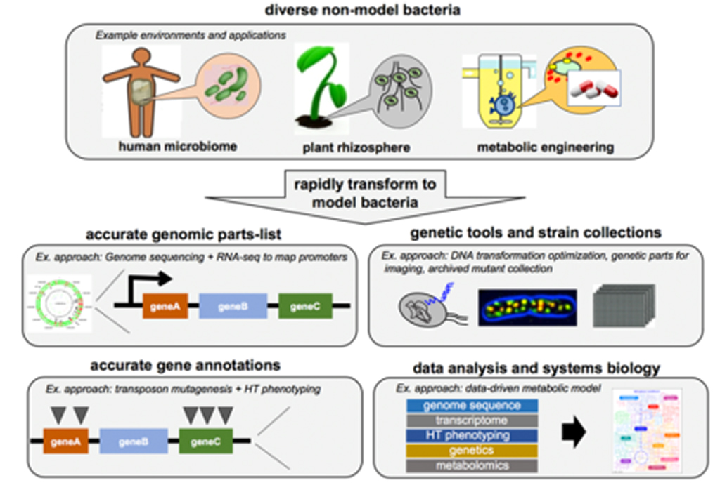 Rapidly Moving New Bacteria to Model Organism Status ENIGMA