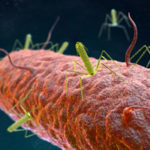 An-artistic-rendering-of-tailocins-attached-to-a-target-bacteria--