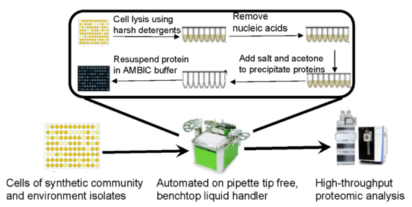 Schematic diagram showing the process of inputting cells of synthetic community and environment isolates into an automated benchtop liquid handler to prepare them for high-throughput proteomic analysis.