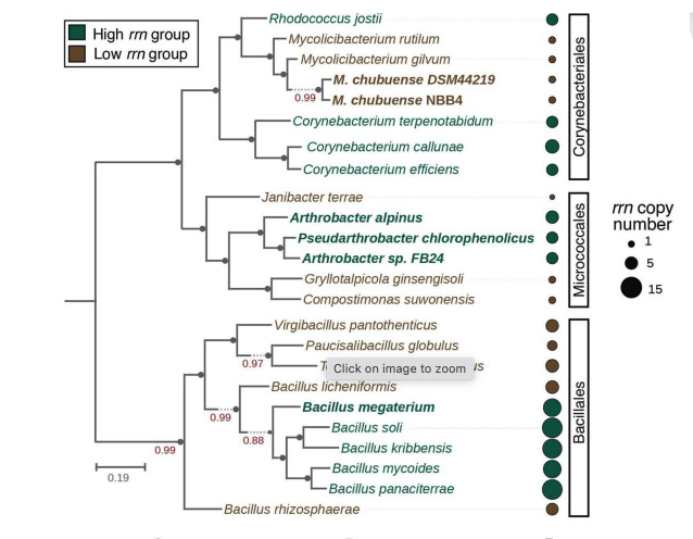 Bacterial community composition impacts the transformation of carbon in ...
