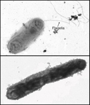 Two panels of microscopic images. The top image shows an ovular shape with a long attachment, the lower shows an ovular shape that has grown in size and no longer has the long attachment.