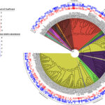 Colorful, round diagram showing the branching relationships between different microbial species.