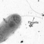 Transmission electron microscopy (TEM) image of Rhodanobacter cultured in synthetic groundwater media supplemented with aluminum chloride shows a Rhodanobacter with an intact flagella structure.